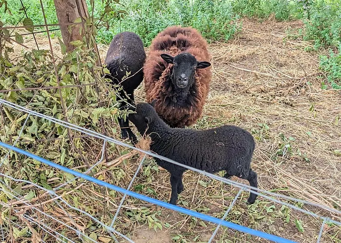 La Bougie Perlée 1 * Saint-Crépin-et-Carlucet